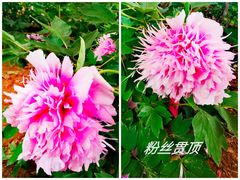 -洛阳市隋唐城遗址植物园