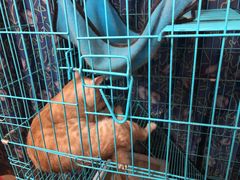 -胡椒猪肚汤(康王店)