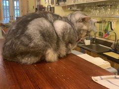 -猫色咖啡·猫咖