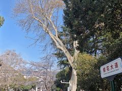 -武汉大学-樱园