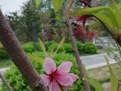 -莲花池公园