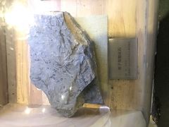 -陕西自然博物馆