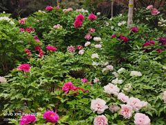 -洛阳市隋唐城遗址植物园