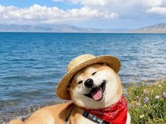 -北京派仕佳德动物医院·超导核磁·CT·神经科·骨科·内外科·急重症管理中心