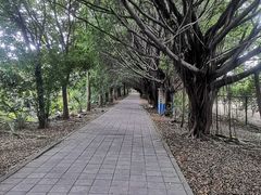 -小洲村