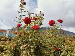 -亚龙湾国际玫瑰谷