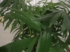 -秦美花卉(天朗·莱茵小城2期店)