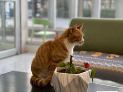 -北京恒爱动物医院(清景园分院)