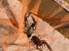 -同銮特种养殖场·龙虾垂钓