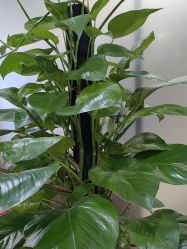 -武汉五洲整形外科医院