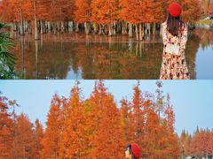 -白鹭湾湿地公园