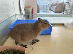 -怪兽屋·羊驼·猫咖·狗咖(俊华广场店)