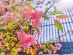 -顾村公园