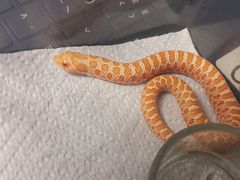 -酷以爬仙阁实体爬宠店·守宫·蜥蜴·专业繁育