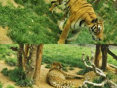 -北京野生动物园