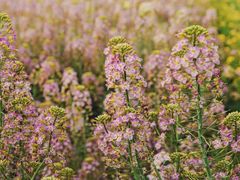 -中国天府农业博览园