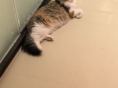 -三花喵·撸猫购宠·宠物生活馆(虹桥南丰城店)