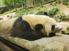-都江堰中华大熊猫苑