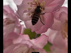 -西湖外事游船(花港观鱼码头)