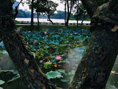-惠州西湖丰渚园