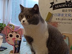 -猫音日语留学培训