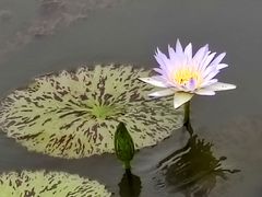 -荷花荡