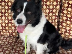 -顺强宠物诊所·狂犬免疫·夜诊·骨科(嘉定店)