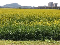 -光明小镇欢乐田园