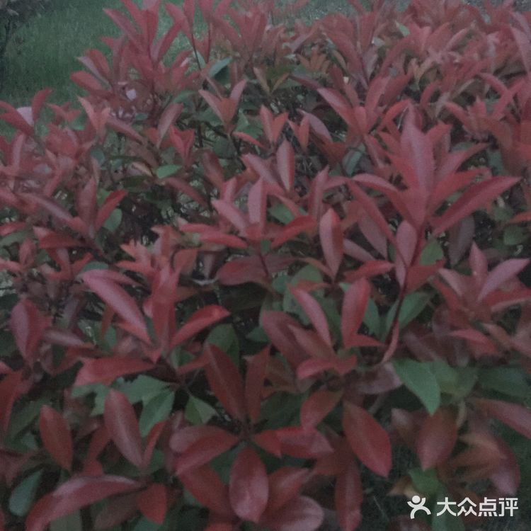 冬天也不会掉叶子，春天来了