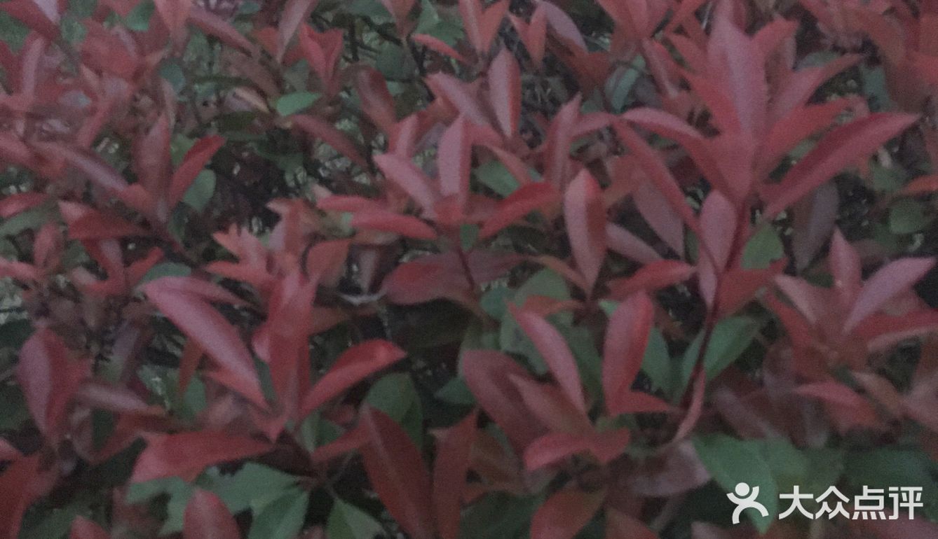 冬天也不会掉叶子，春天来了