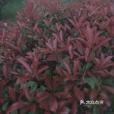 冬天也不会掉叶子，春天来了