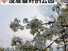 -京城梨园