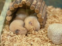 -龙猫仔乐园(惠福东路店)