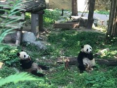 -都江堰中华大熊猫苑