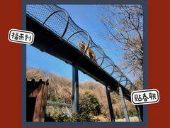 -红山森林动物园