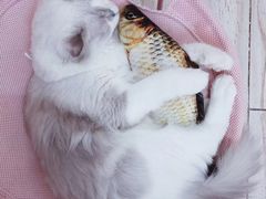 -瑞派动物医院·猫专科·至诚(江南中分院)