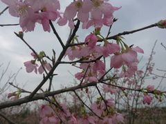 -天适樱花悠乐园