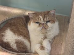 -安格丽娜·狗咖·猫咖羊驼咖(春熙路百盛商场店)