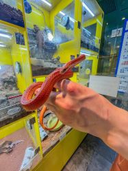 -神奇动物撸宠馆·羊驼·小浣熊·异宠(豫园店)