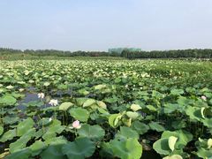 -荷塘月色湿地公园·向阳花洲