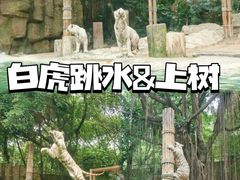 -广州长隆野生动物世界