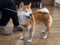 -爱侣·安琦尔宠物医院·中兽医针灸·心内科·狂犬免疫点(宝山区院)