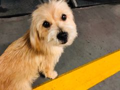 -1013 PET SHOP 宠物商店(近铁城市广场店)
