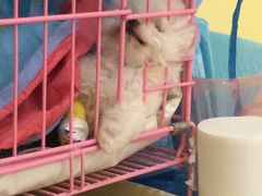 -瑞鹏宠物医院·爱宠堂·骨外专科(西荷分院)