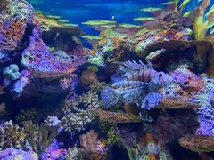 -上海海洋水族馆