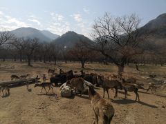 -西安秦岭野生动物园