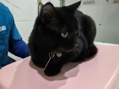 -萌兽医馆·宠物医院·猫骨科(创景店)