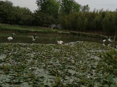 -兰陵国家农业公园