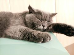 -绒爪撸猫下午茶·猫咖