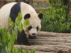 -成都动物园